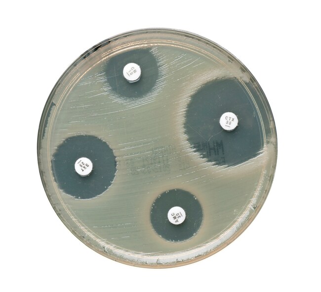 Oxoid&trade; Tigecycline Antimicrobial Susceptibility discs